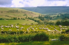 view with sheep